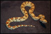 HetAneryMale2