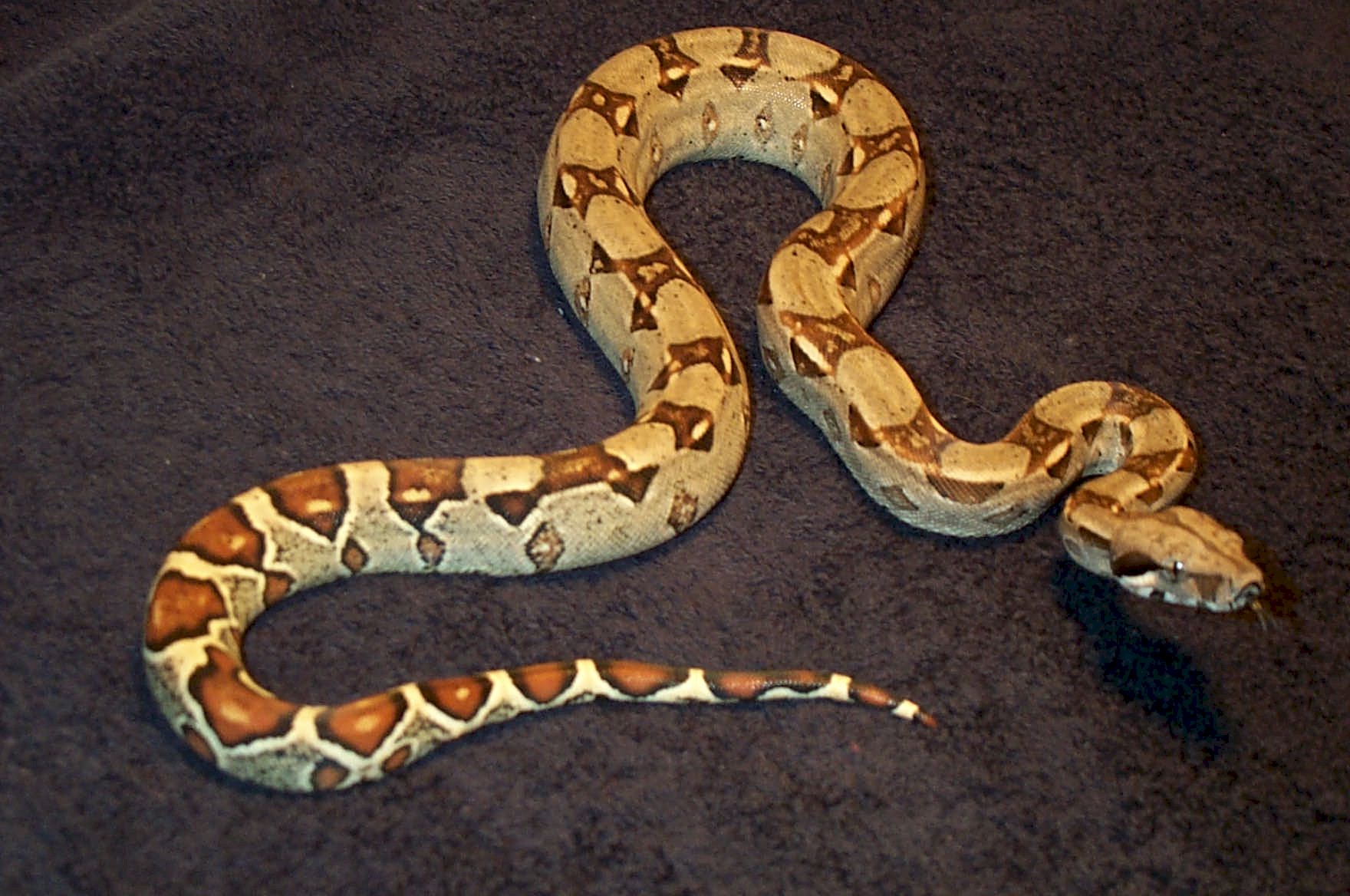 HetAneryMale2