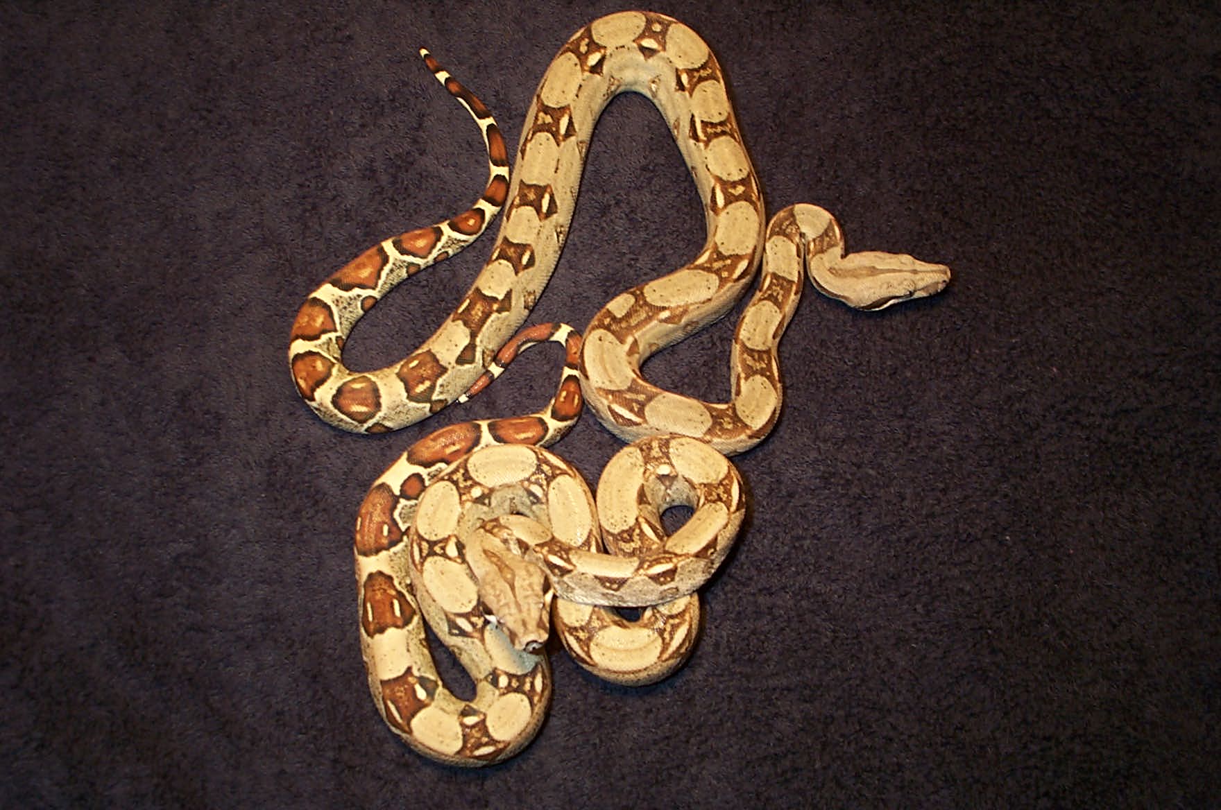 HetAneryPair