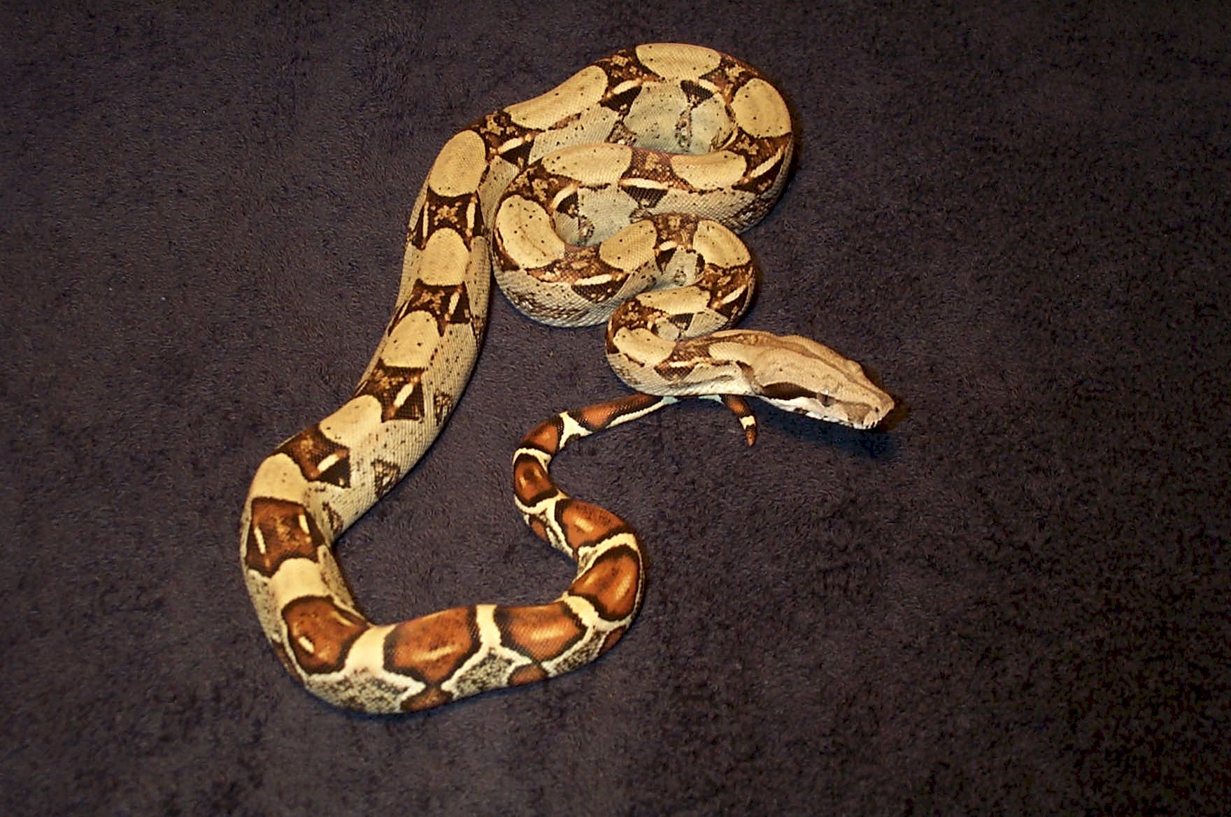 HetAneryMale7