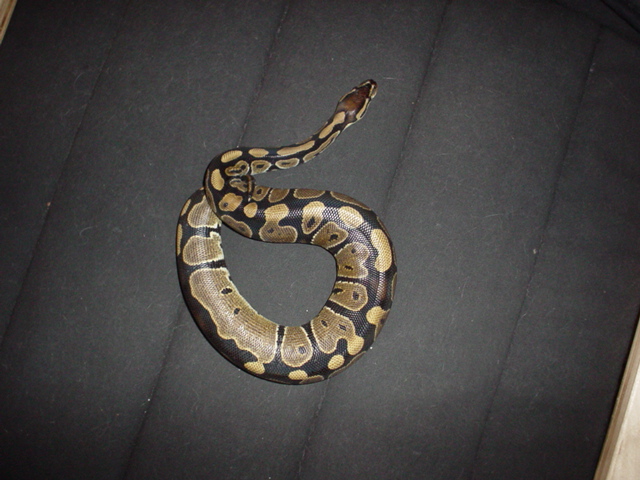 Eden Picture 1