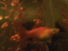 orange neon swordtail