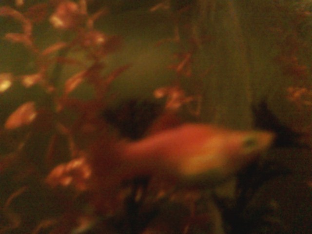orange neon swordtail