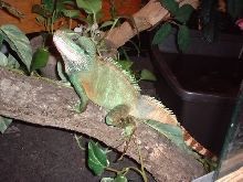 maximus in shed