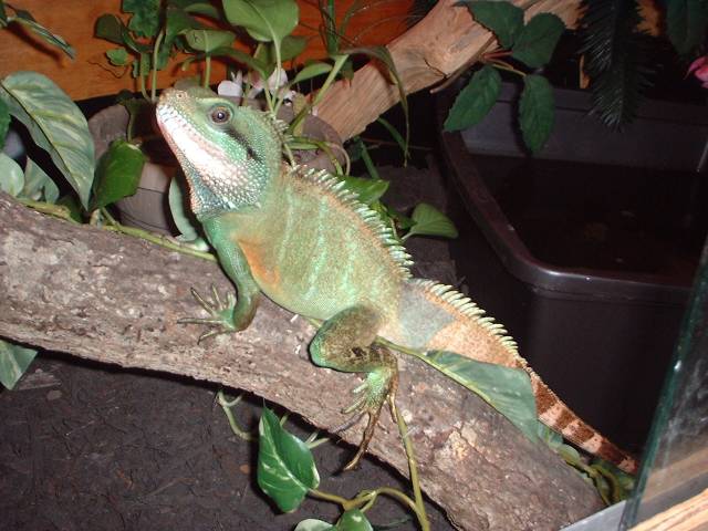 maximus in shed