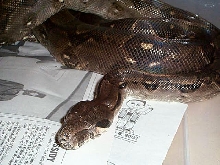 male boa