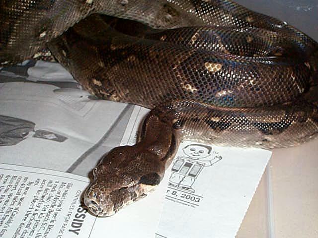 male boa