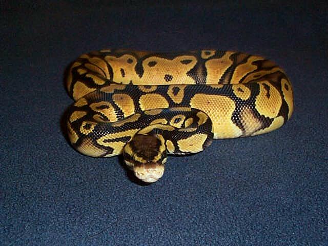 pastel jungle male