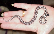 hatchling #1, isn't he a cutie!
