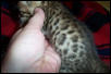 bengal