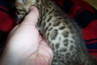 bengal