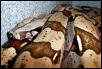 Santa Cruz Brazilian Redtail boa