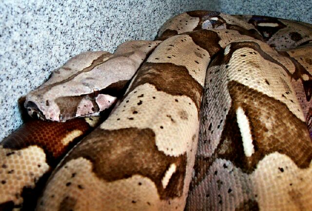 Santa Cruz Brazilian Redtail boa