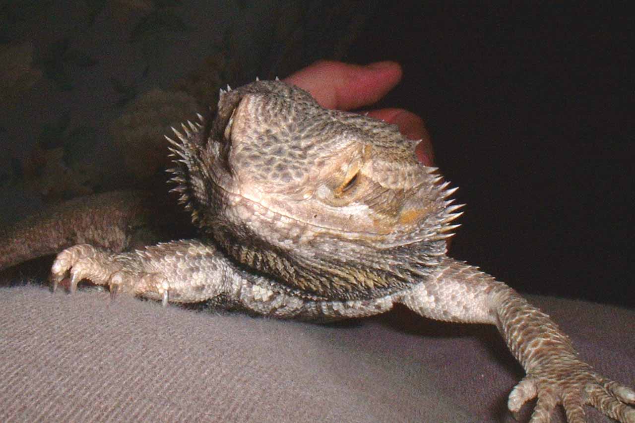 New beardie