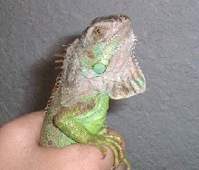 Iguana