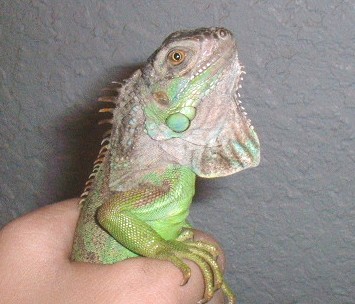 Iguana