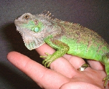 Iguana