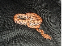 Brazilian Rainbow Boa