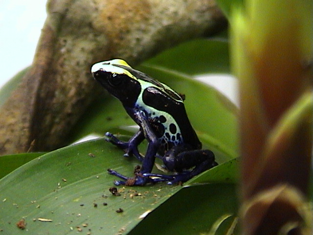 D. tinctorius