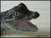 My spectacled Caiman