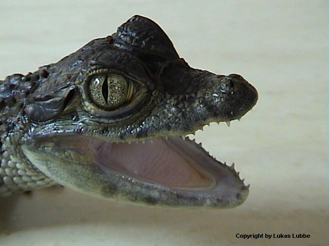 My spectacled Caiman