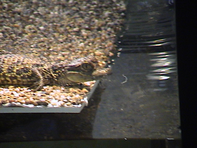 Caiman