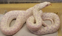 lavender snow bullsnake