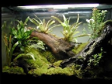 PDF Vivarium
