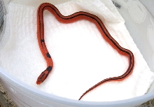 2004 vanishing pattern female coxi
