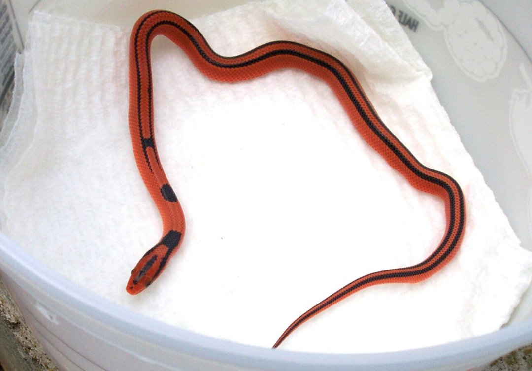 2004 vanishing pattern female coxi