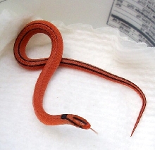 2004 male vanishing pattern coxi