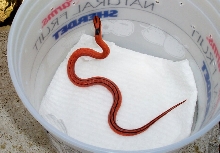 2004 male #2 vanishing pattern coxi