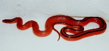 2003 female vanishing pattern coxi