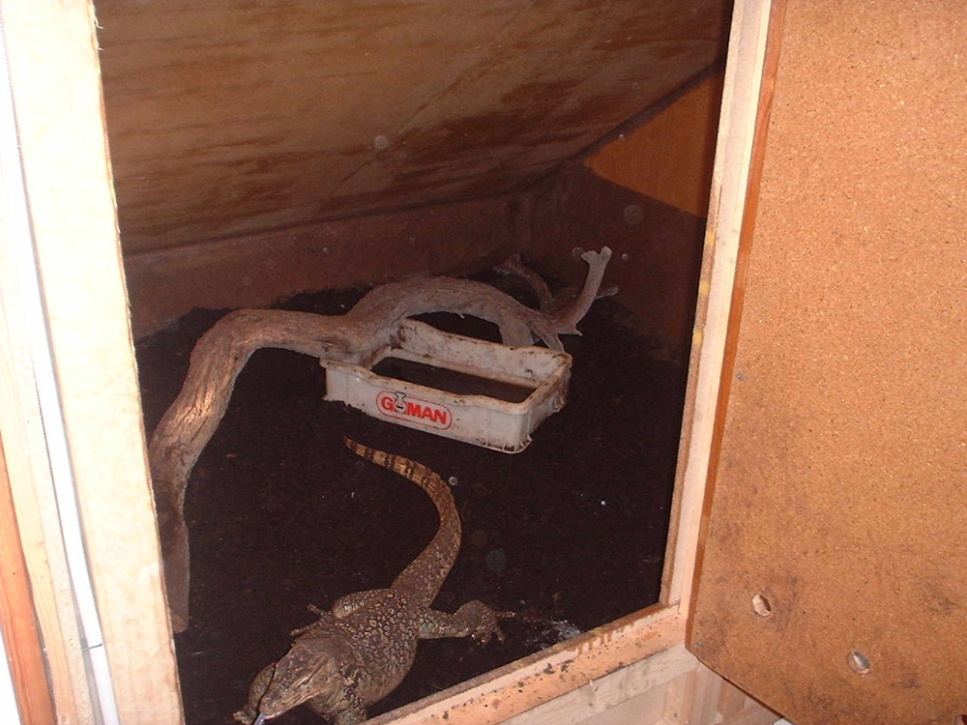 Watermonitor (Varanus salvator)