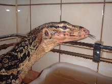 Watermonitor (Varanus salvator)