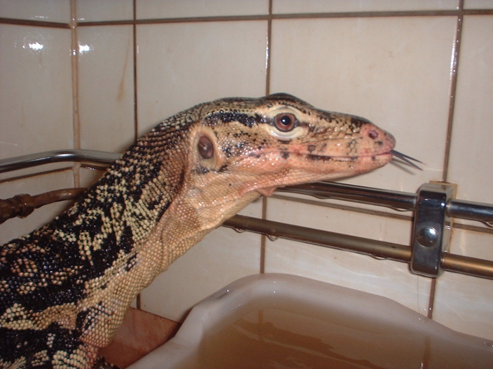 Watermonitor (Varanus salvator)