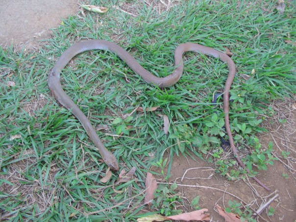 unknown snake