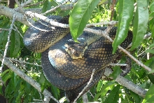scrub in tree