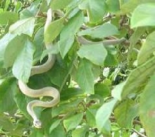Snake (Costa Rica)