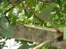 snake
