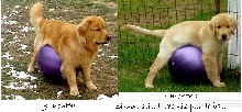 Loves that Ball