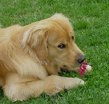 Flower Stealer