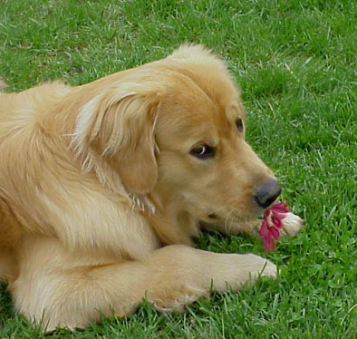 Flower Stealer