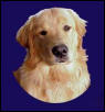 Golden Boy