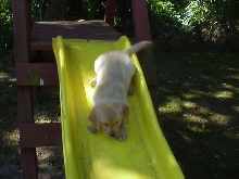Loves to play