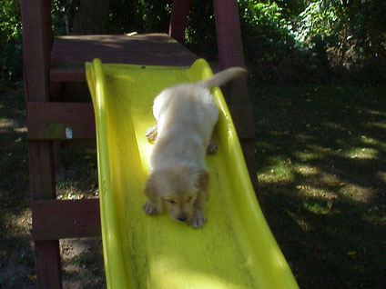 Loves to play