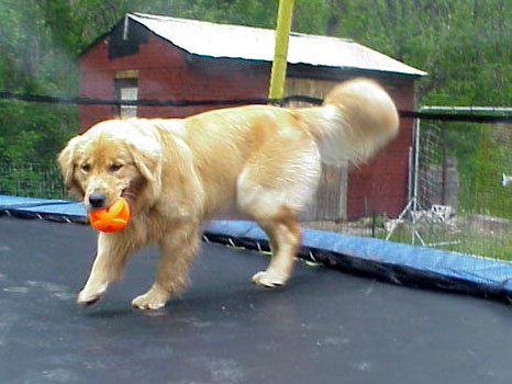A dog on a trampoline?
