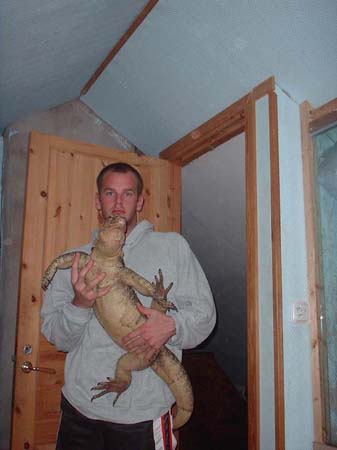 Watermonitor (Varanus salvator)