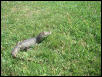 Caiman crocodilius