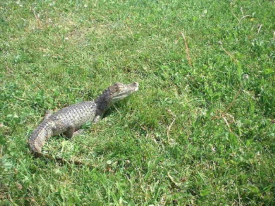 Caiman crocodilius